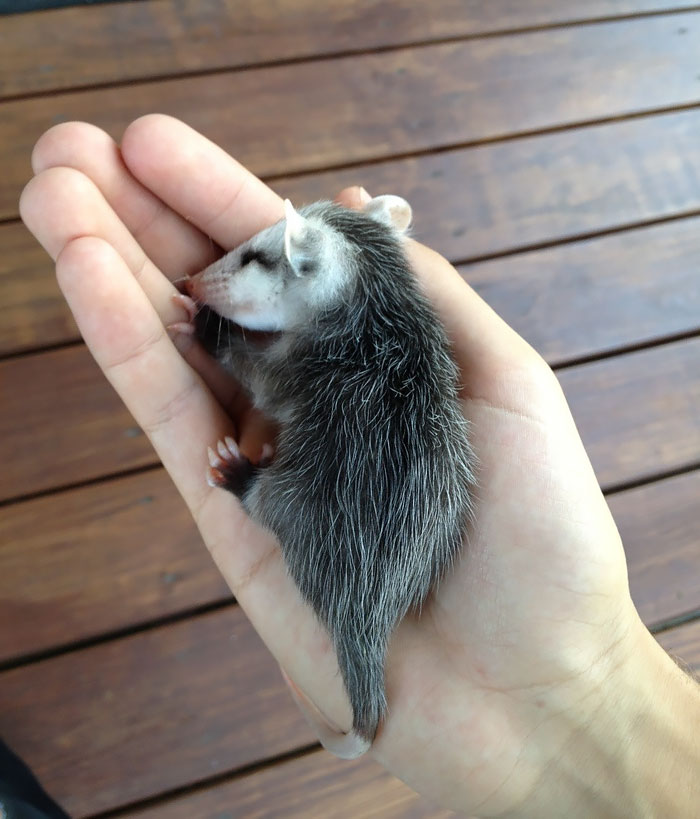 fotos-adorables-zarigueyas (7)