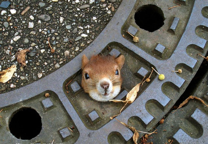 20 Fotos adorables para celebrar el Día de Apreciación de las Ardillas