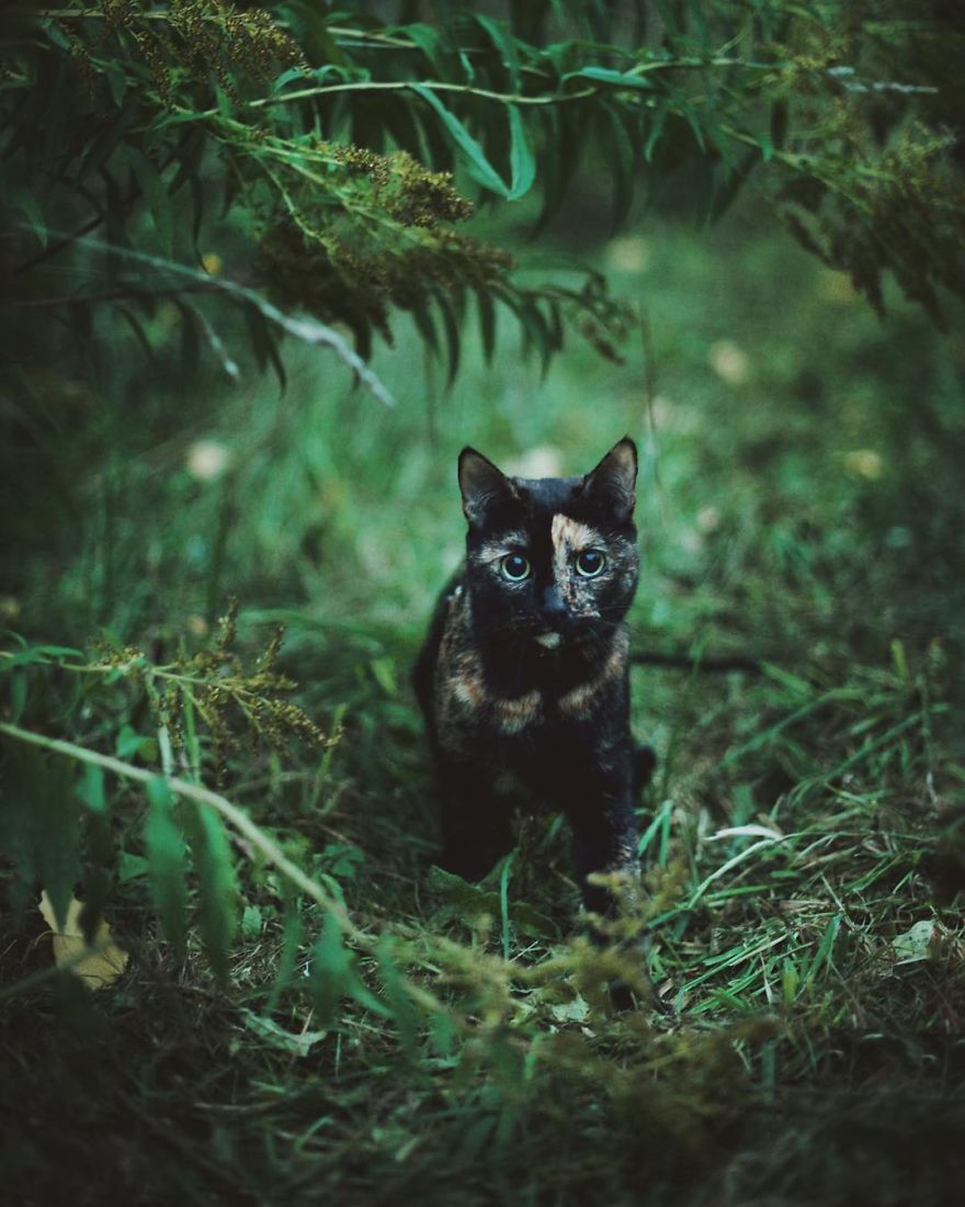 fotos-gato-estaciones (12)