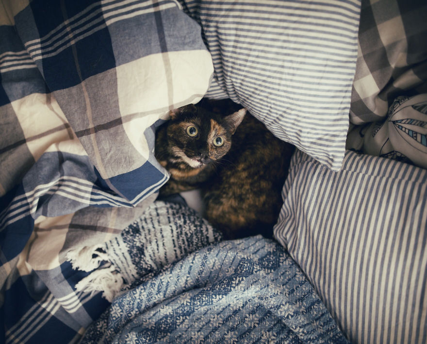fotos-gato-estaciones (4)