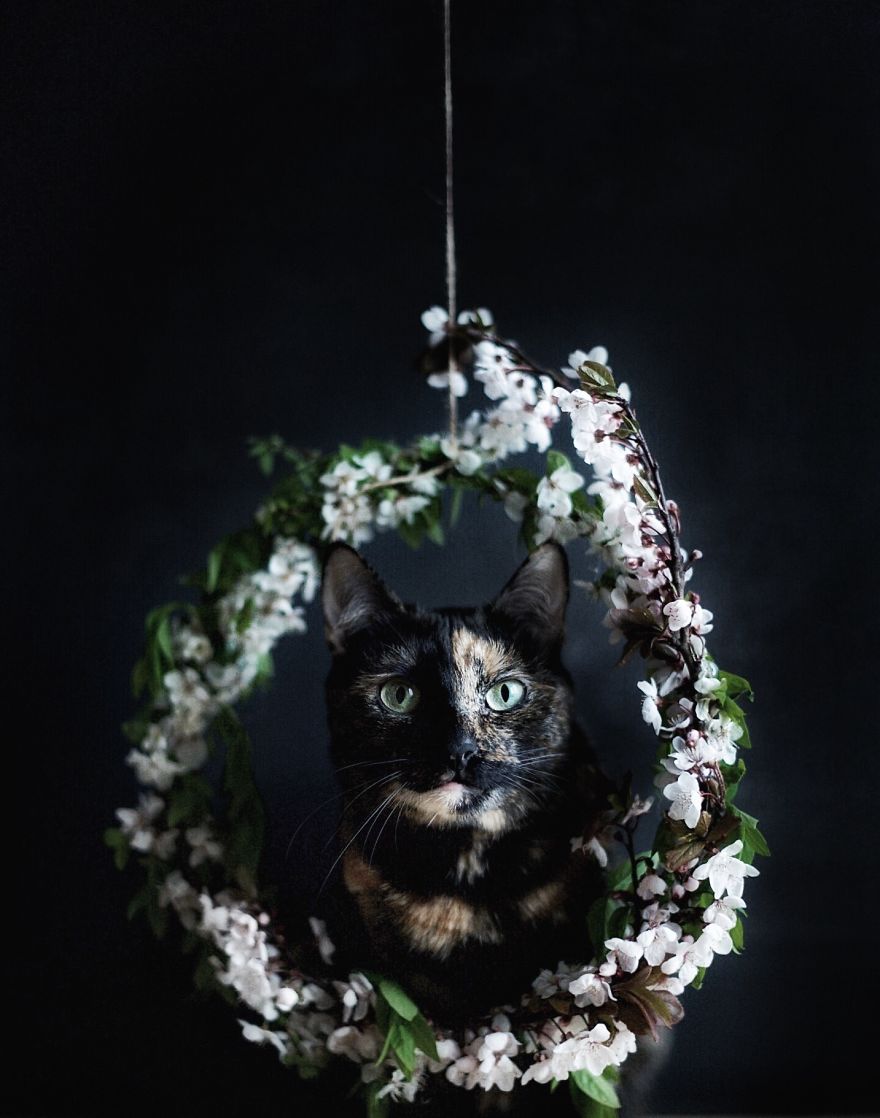 fotos-gato-estaciones (8)
