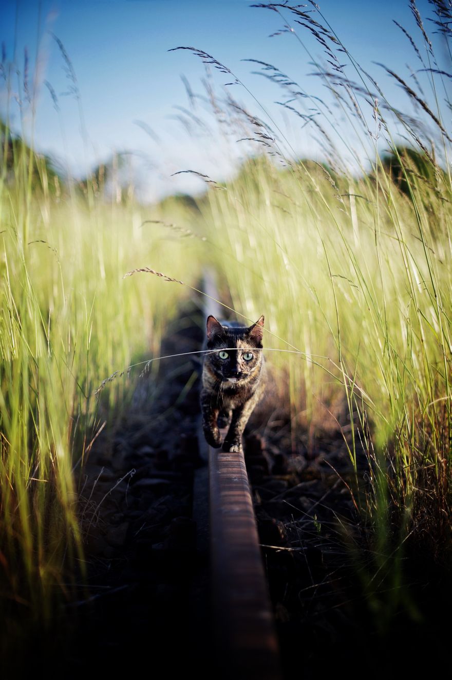 fotos-gato-estaciones (9)