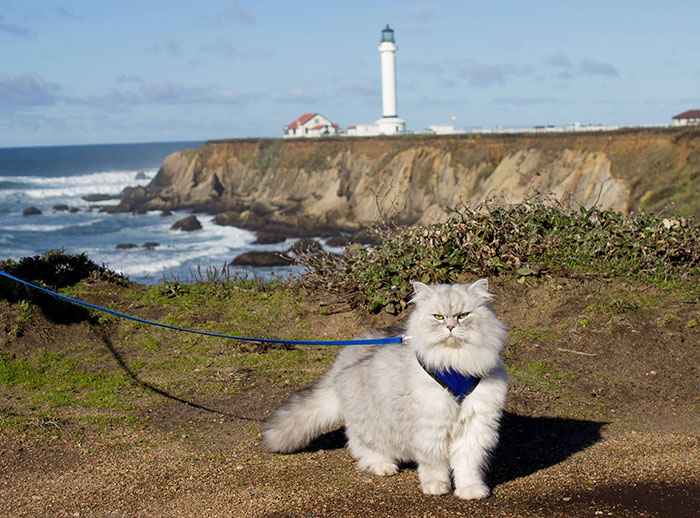 Este es Gandalf, un gato viajero que tiene mejores vacaciones que tú