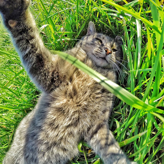 gato-manny-selfies-camara-gopro (4)