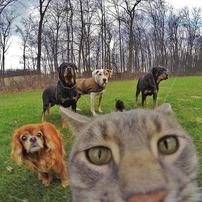 gato-manny-selfies-camara-gopro (8)