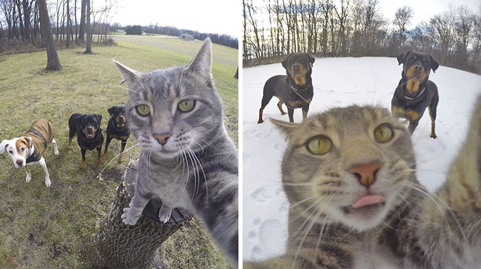 Este gato se hace selfies mejor que tú