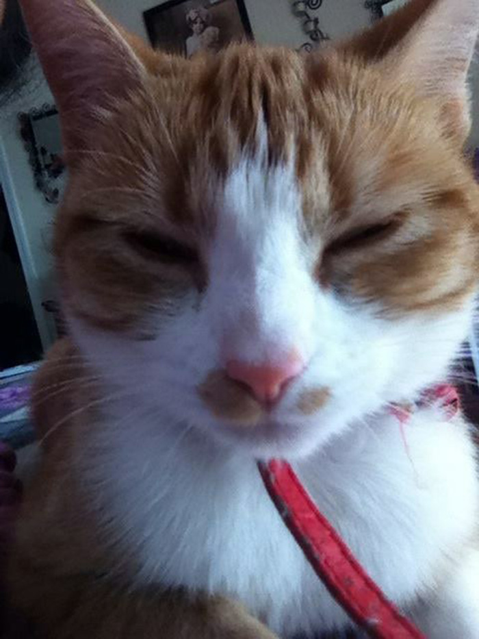 gato-mascota-nala-familia-secreta (1)