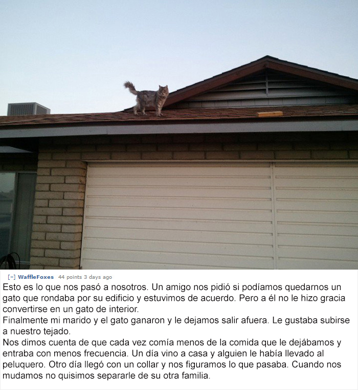 gato-mascota-nala-familia-secreta-(2)