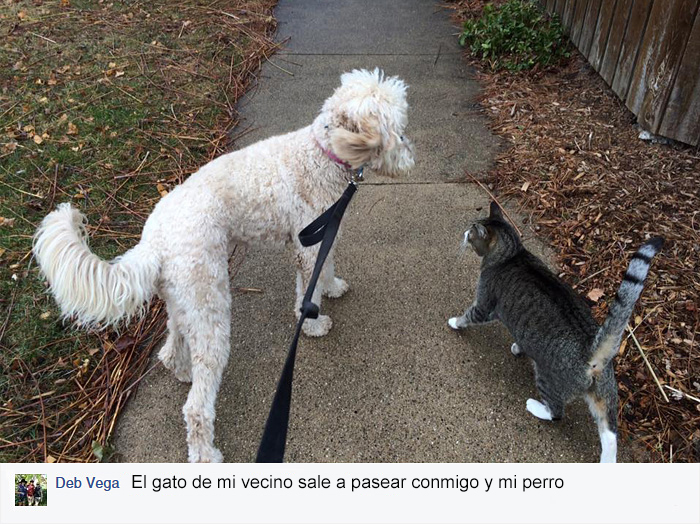 gato-mascota-nala-familia-secreta-(3)