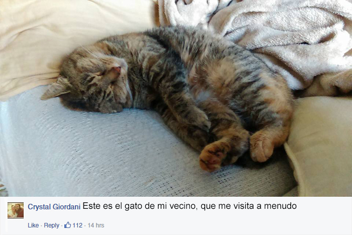 gato-mascota-nala-familia-secreta-(7)