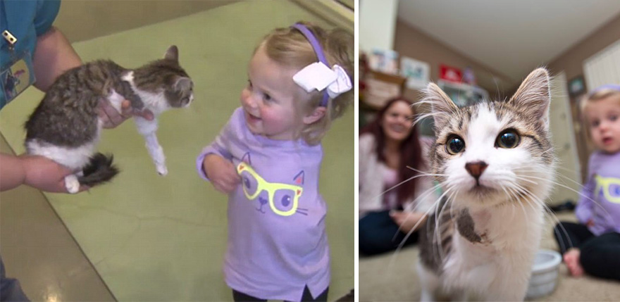 gato-nina-amputados-doc-scarlette-tipton (2)
