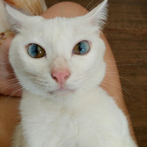 gato-ojos-multicolor-heterocromia-sectorial (1)