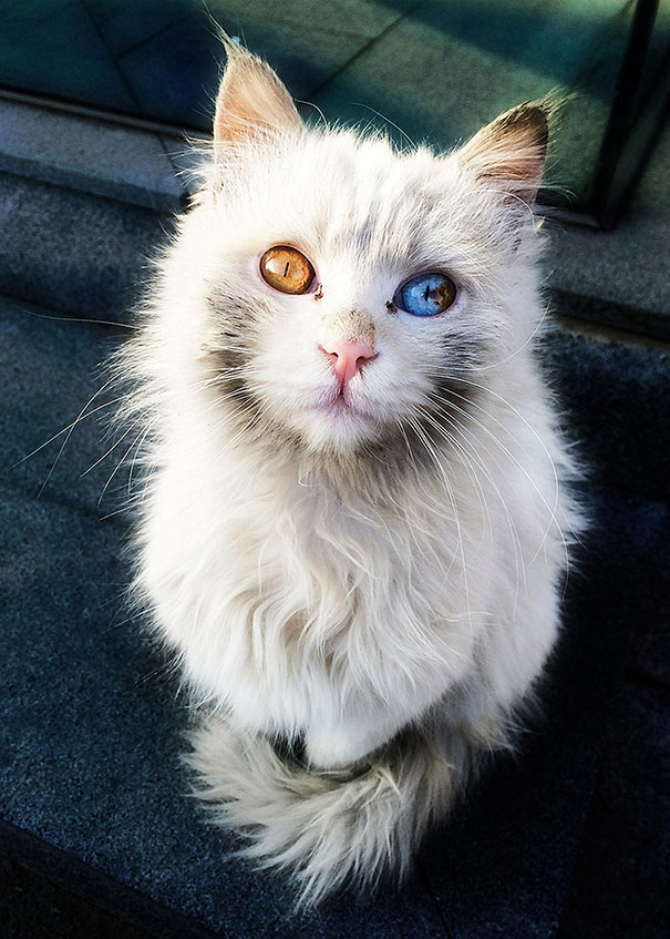 gato-ojos-multicolor-heterocromia-sectorial (10)