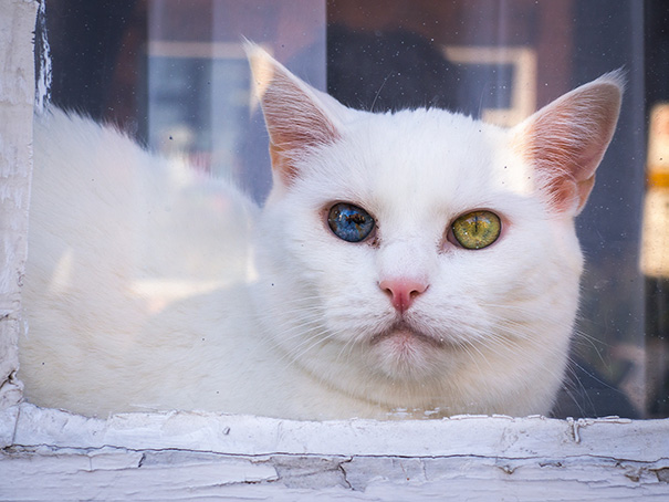 gato-ojos-multicolor-heterocromia-sectorial (11)