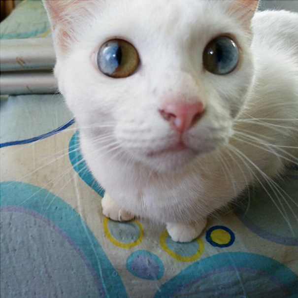 gato-ojos-multicolor-heterocromia-sectorial (2)