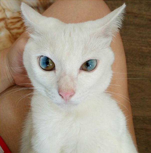 gato-ojos-multicolor-heterocromia-sectorial (3)