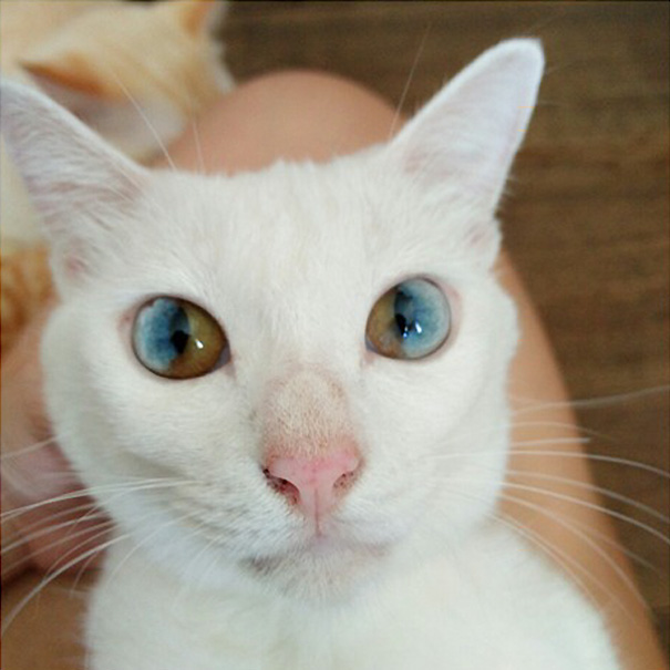gato-ojos-multicolor-heterocromia-sectorial (4)