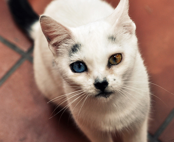 gato-ojos-multicolor-heterocromia-sectorial (5)