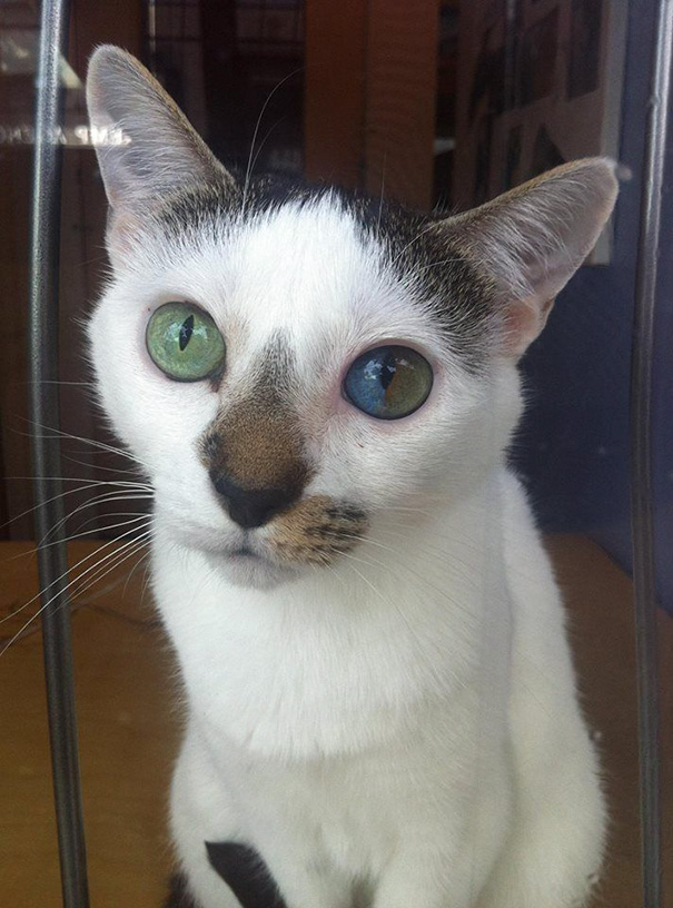 gato-ojos-multicolor-heterocromia-sectorial (6)