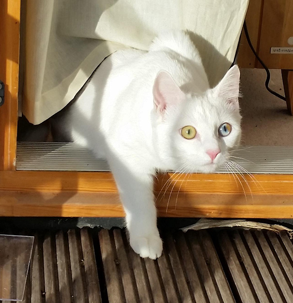 gato-ojos-multicolor-heterocromia-sectorial (7)