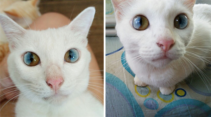 Los ojos de este gato parecen contener el universo entero