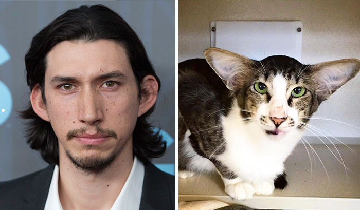 Este gato que se parece a Adam Driver de La guerra de las Galaxias ha sido finalmente adoptado
