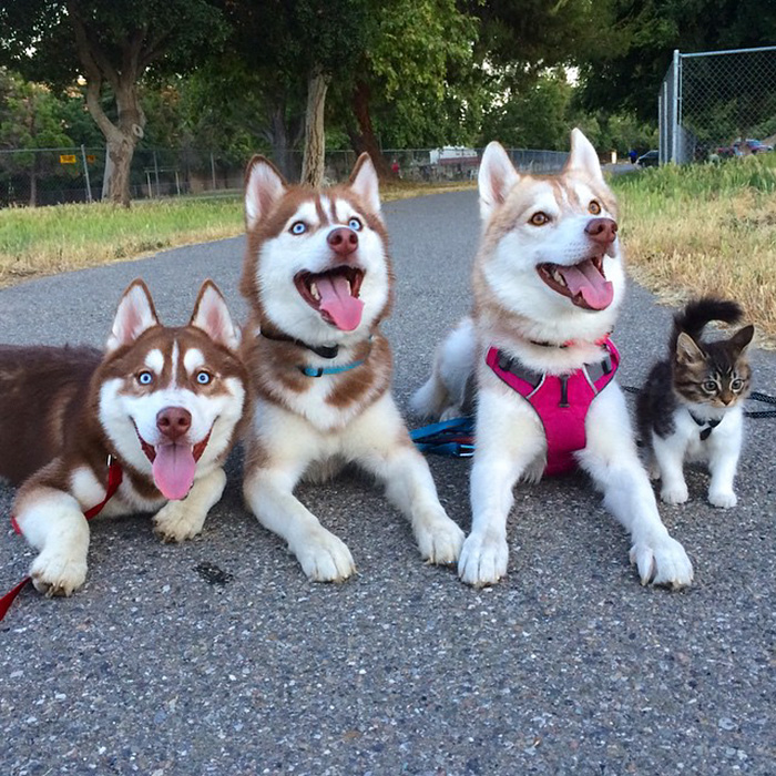gato-rosie-amistad-3-perros-huskies (10)