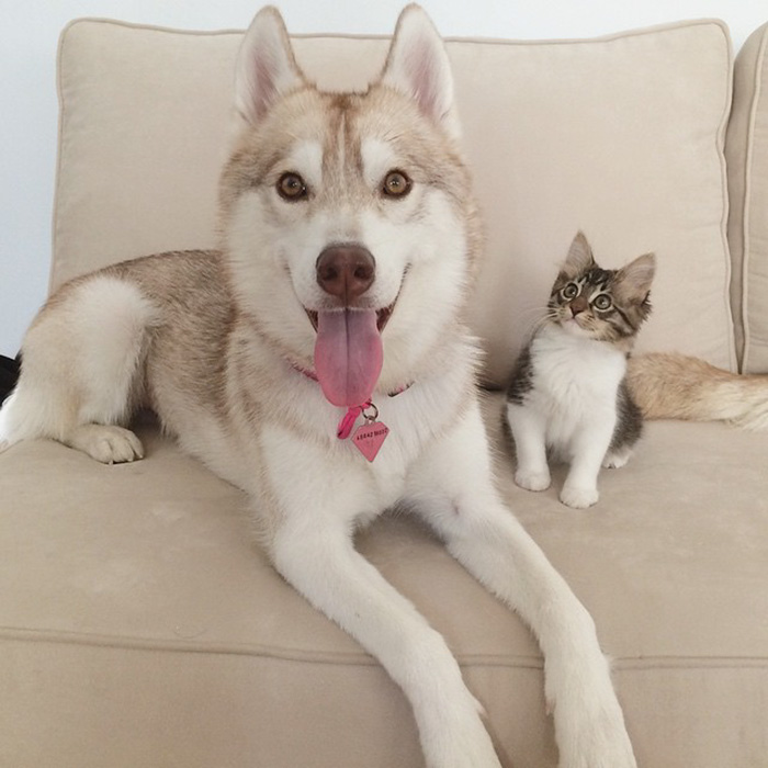 gato-rosie-amistad-3-perros-huskies (11)