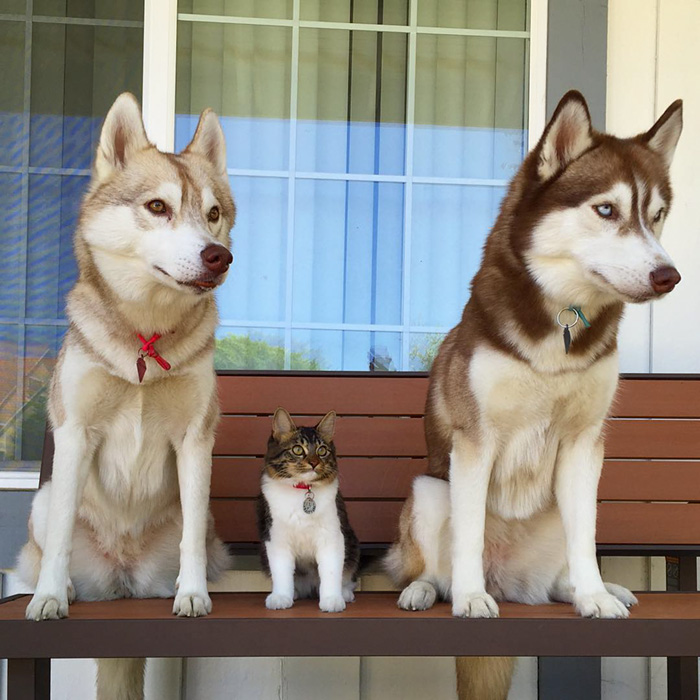 gato-rosie-amistad-3-perros-huskies (12)