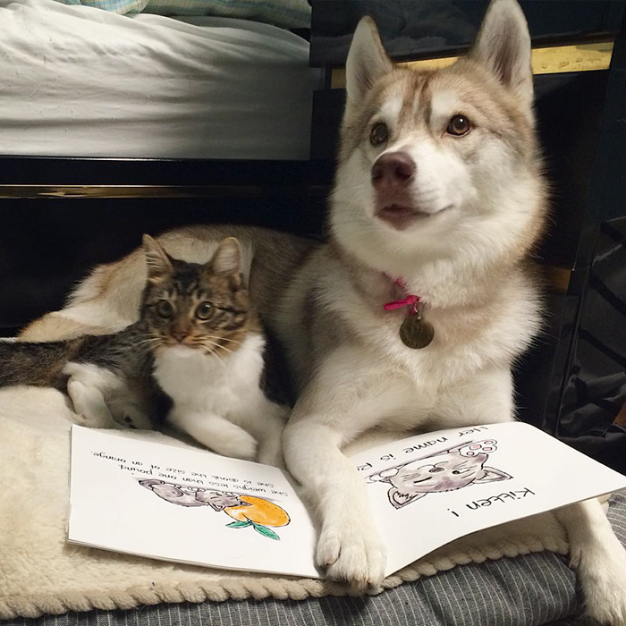 gato-rosie-amistad-3-perros-huskies (13)