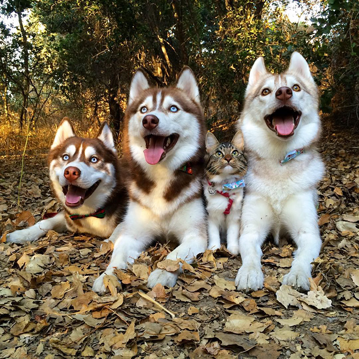 gato-rosie-amistad-3-perros-huskies (14)