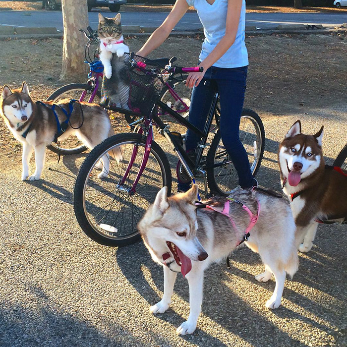 gato-rosie-amistad-3-perros-huskies (15)