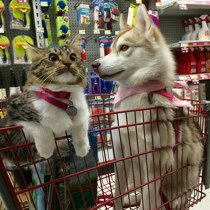 gato-rosie-amistad-3-perros-huskies (2)