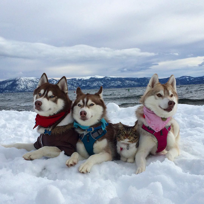 gato-rosie-amistad-3-perros-huskies (3)
