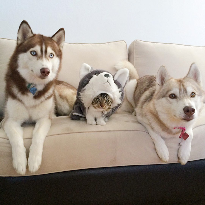 gato-rosie-amistad-3-perros-huskies (4)