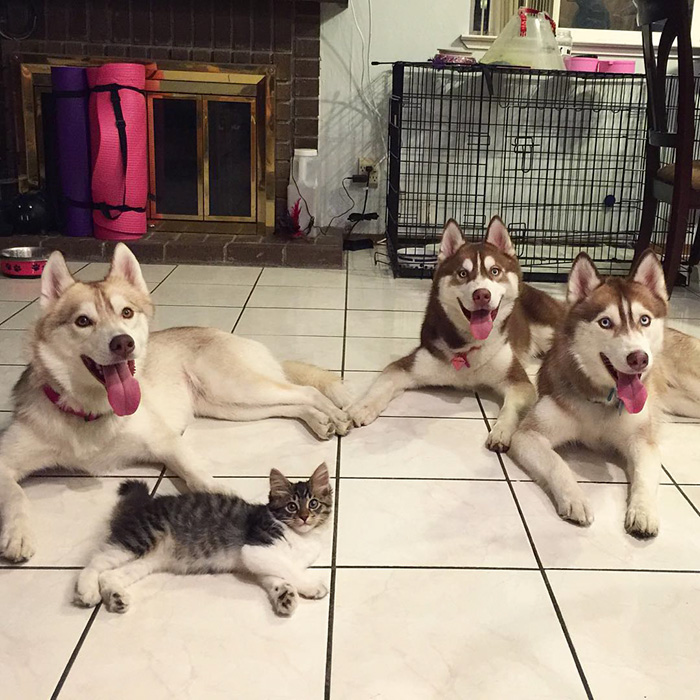 gato-rosie-amistad-3-perros-huskies (5)