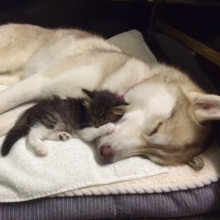 gato-rosie-amistad-3-perros-huskies (6)
