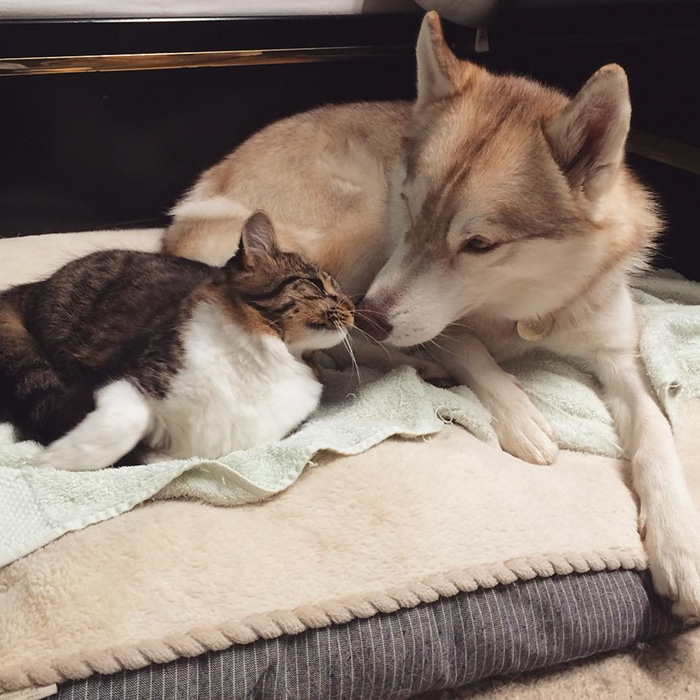 gato-rosie-amistad-3-perros-huskies (7)