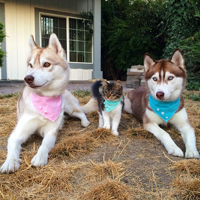 gato-rosie-amistad-3-perros-huskies (8)