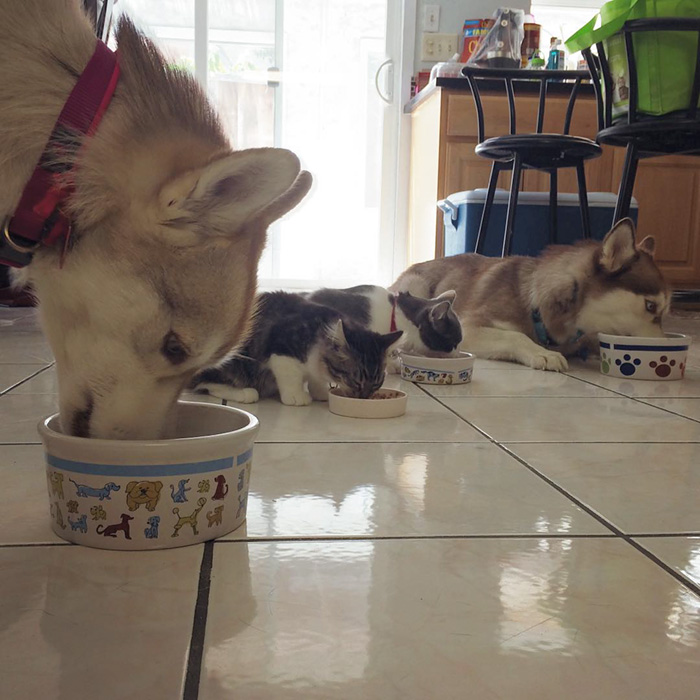 gato-rosie-amistad-3-perros-huskies (9)