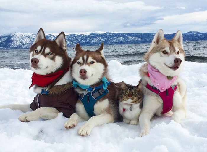 Estos 3 huskies se hicieron los mejores amigos de este gato tras salvarlo de morir