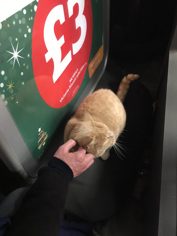 gato-supermercado-sainsburys-londres-olly-oliver (1)