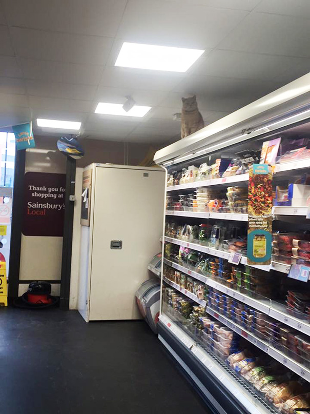 gato-supermercado-sainsburys-londres-olly-oliver (6)