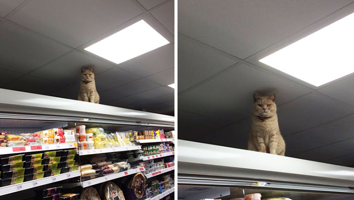 Este gato demuestra ser el verdadero dueño de este supermercado en Londres