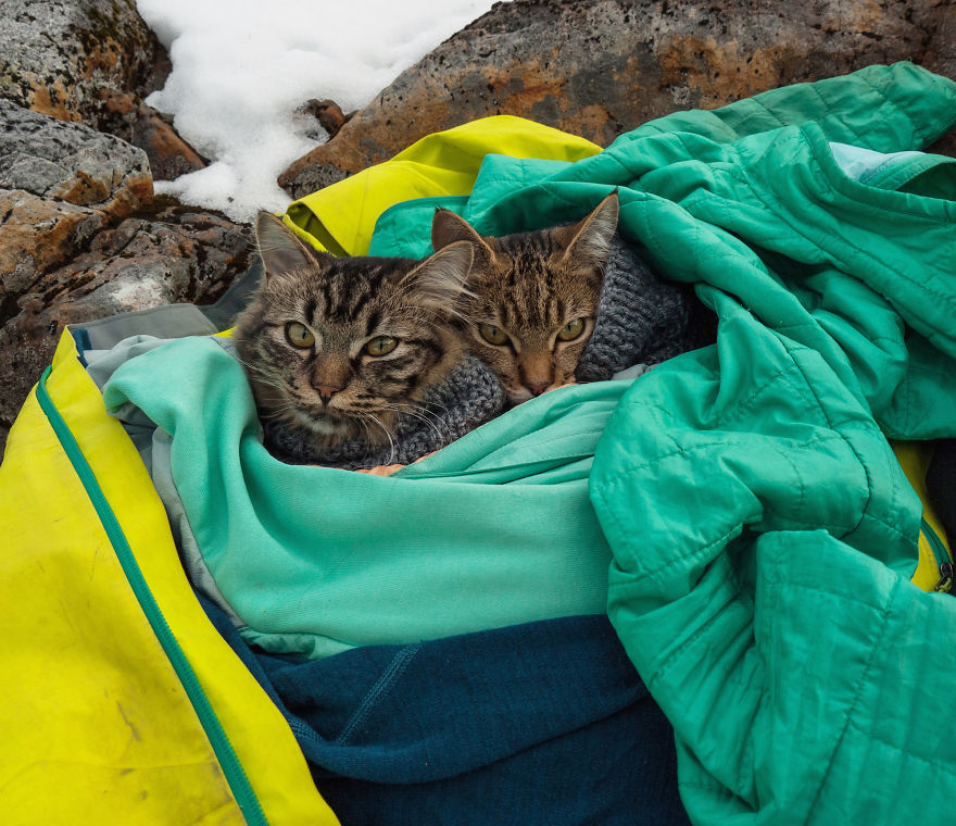 gatos-abandonados-aventureros-bolt-keel (12)