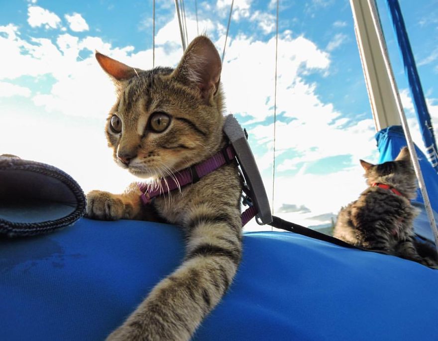 gatos-abandonados-aventureros-bolt-keel (6)