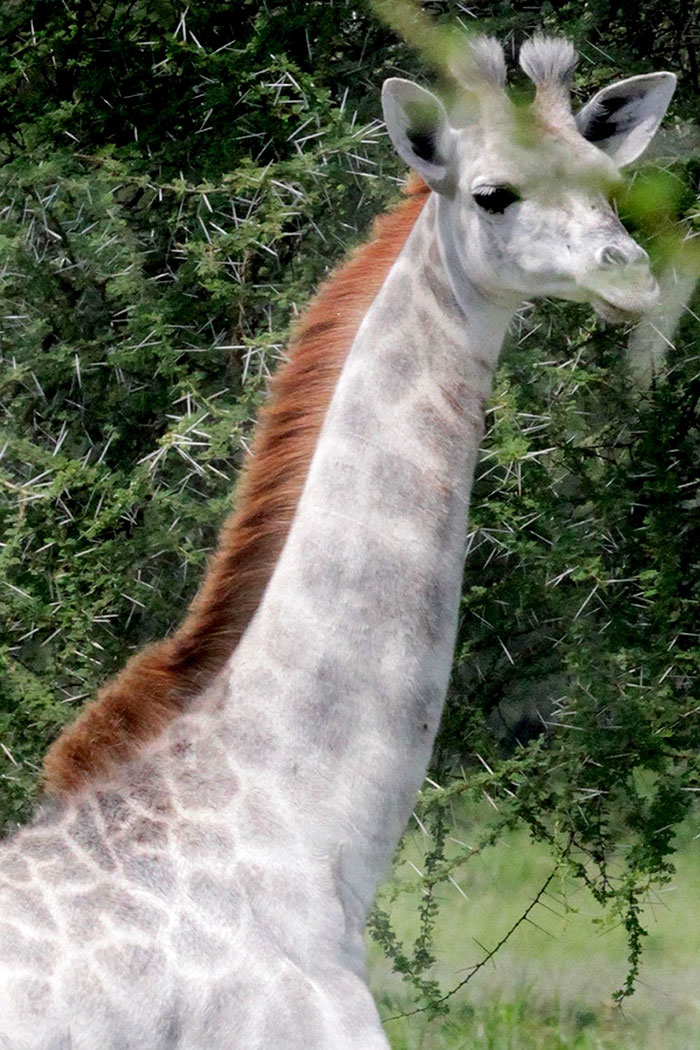 jirafa-blanca-omo-leucismo-tanzania (1)