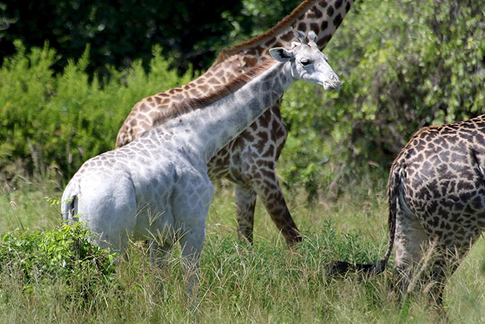 jirafa-blanca-omo-leucismo-tanzania (2)