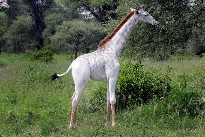 jirafa-blanca-omo-leucismo-tanzania (3)