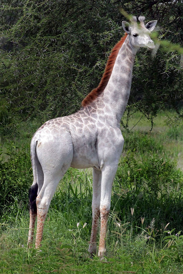 jirafa-blanca-omo-leucismo-tanzania (4)